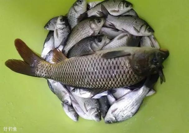 遛魚技巧視頻教學_遛魚視頻講解_如何遛魚我們來看看這些技巧必看