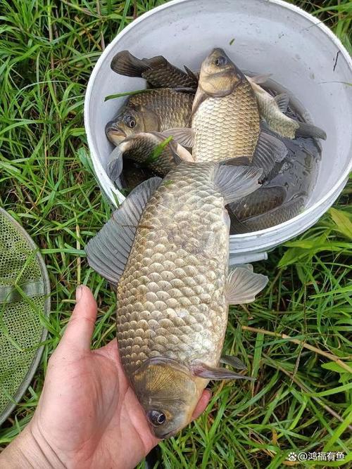 窩料選擇與投放方法_野釣大鯽魚技巧_野河夏季狂釣鯽魚