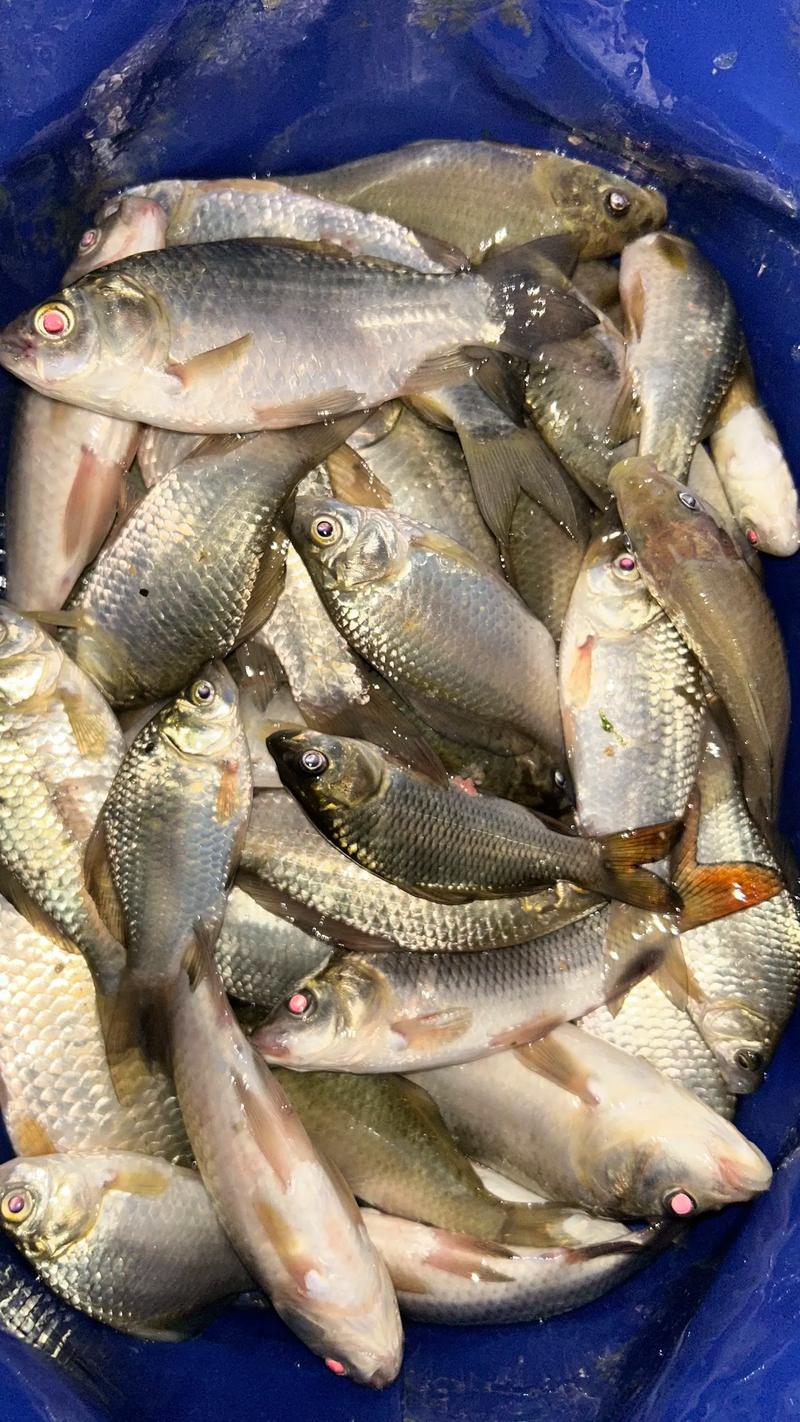 夏季釣鯽魚秘訣長竿用法_野釣大鯽魚長竿技巧_野河夏季狂釣鯽魚