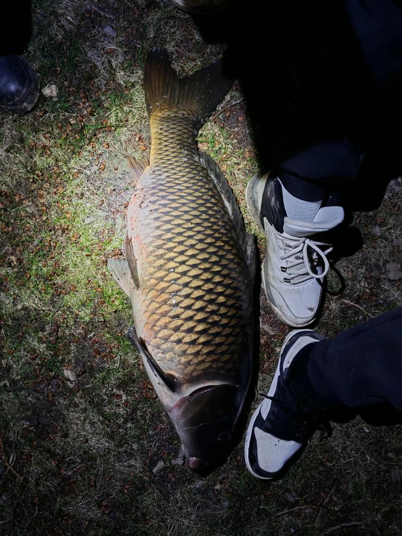 野釣大鯽魚長竿技巧_野河夏季狂釣鯽魚_夏季釣鯽魚秘訣長竿用法