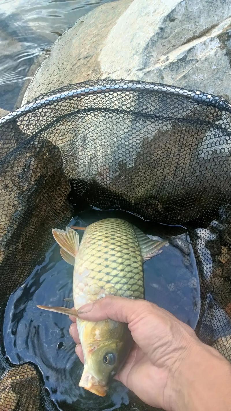 野外釣魚調漂步驟_野外釣魚技巧_野釣小白求帶