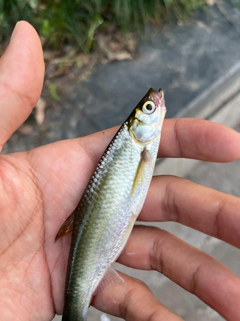 野釣小白求帶_野外釣魚調漂步驟_野外釣魚技巧