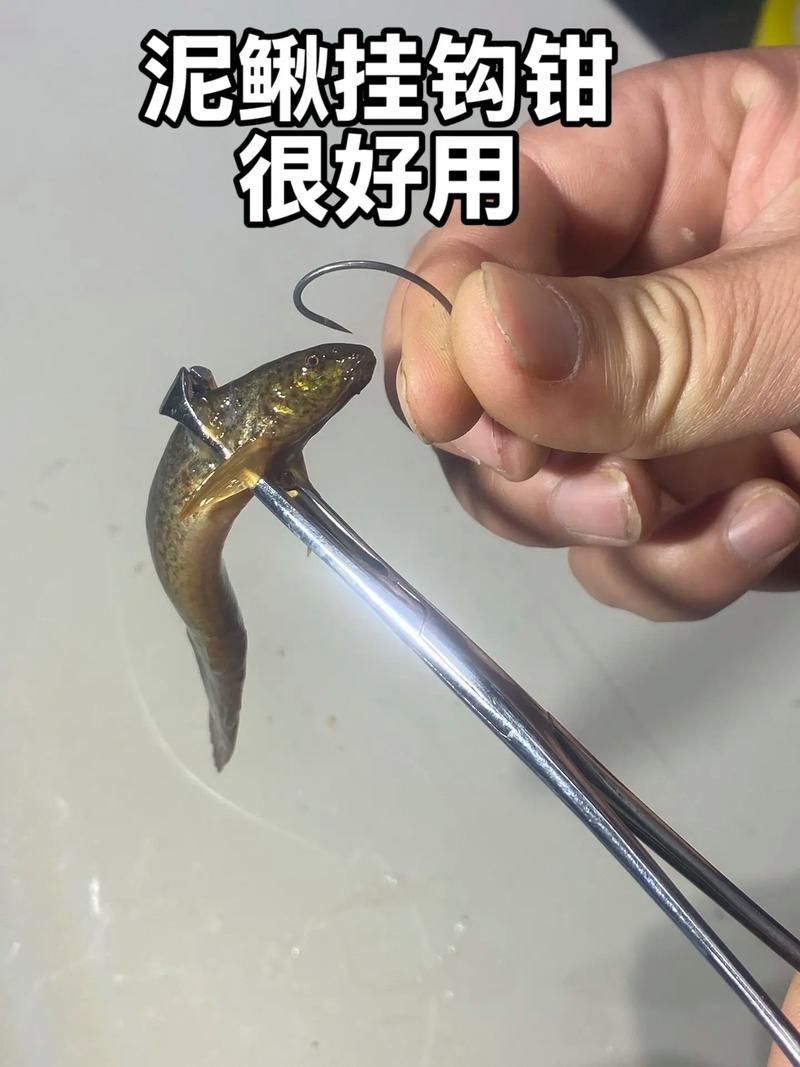 釣刺鰍魚技巧_刺鰍魚最佳釣點_如何野釣江鰍