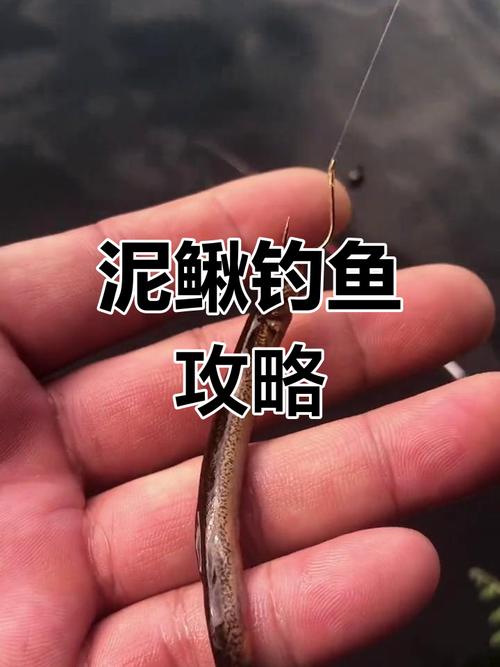 釣刺鰍魚技巧_刺鰍魚最佳釣點_如何野釣江鰍