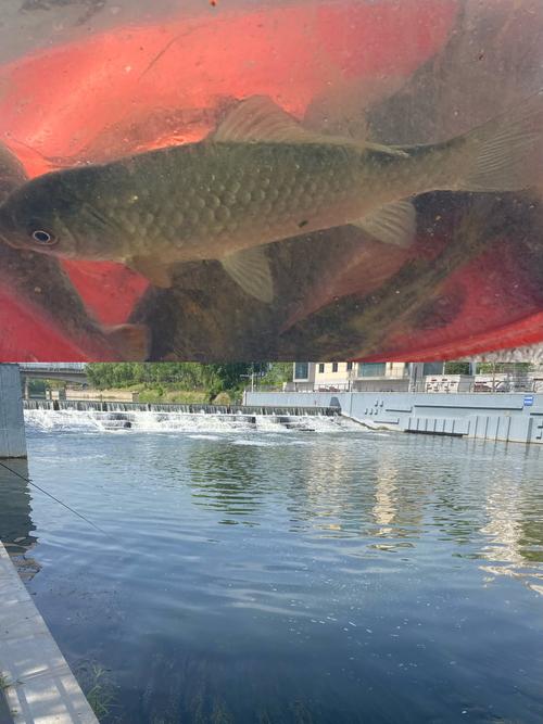 我附近漁具店位置_便攜式垂釣裝備_輕垂釣