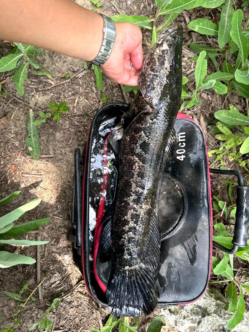 路亞打黑一定要掌握好三點必看_路亞黑魚技巧_路亞黑魚最佳時間