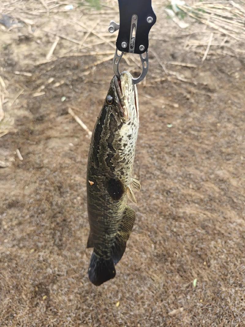 路亞黑魚最佳時間_路亞黑魚技巧_路亞打黑一定要掌握好三點必看
