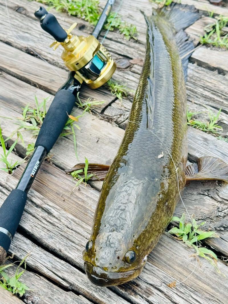 路亞黑魚最佳時間_路亞打黑一定要掌握好三點必看_路亞黑魚技巧