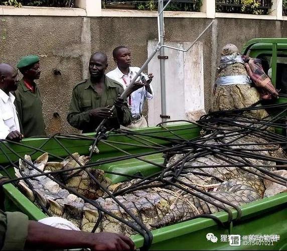 烏干達捕80歲巨鱷_烏干達吃人鱷魚被捕 80多人命喪巨鱷 野生動物局轉移保護