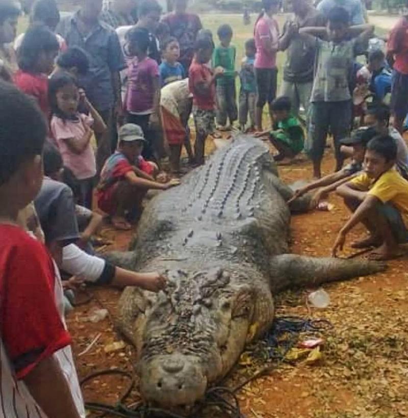 烏干達捕80歲巨鱷_烏干達食人巨鱷 本拉登 5米長鱷魚