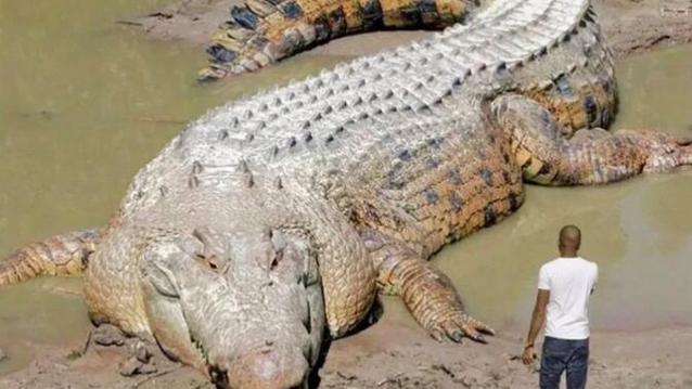 烏干達捕80歲巨鱷_烏干達食人巨鱷 本拉登 5米長鱷魚