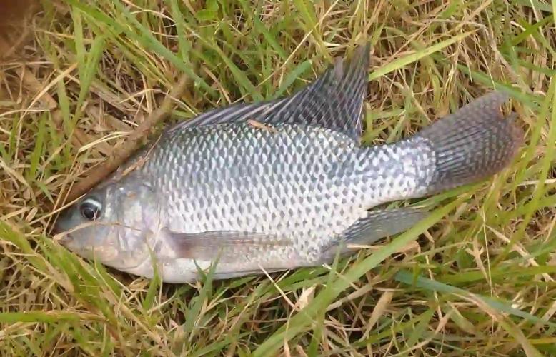 野釣大羅非的最佳餌料_初秋羅非魚釣位選擇_初秋釣羅非魚技巧