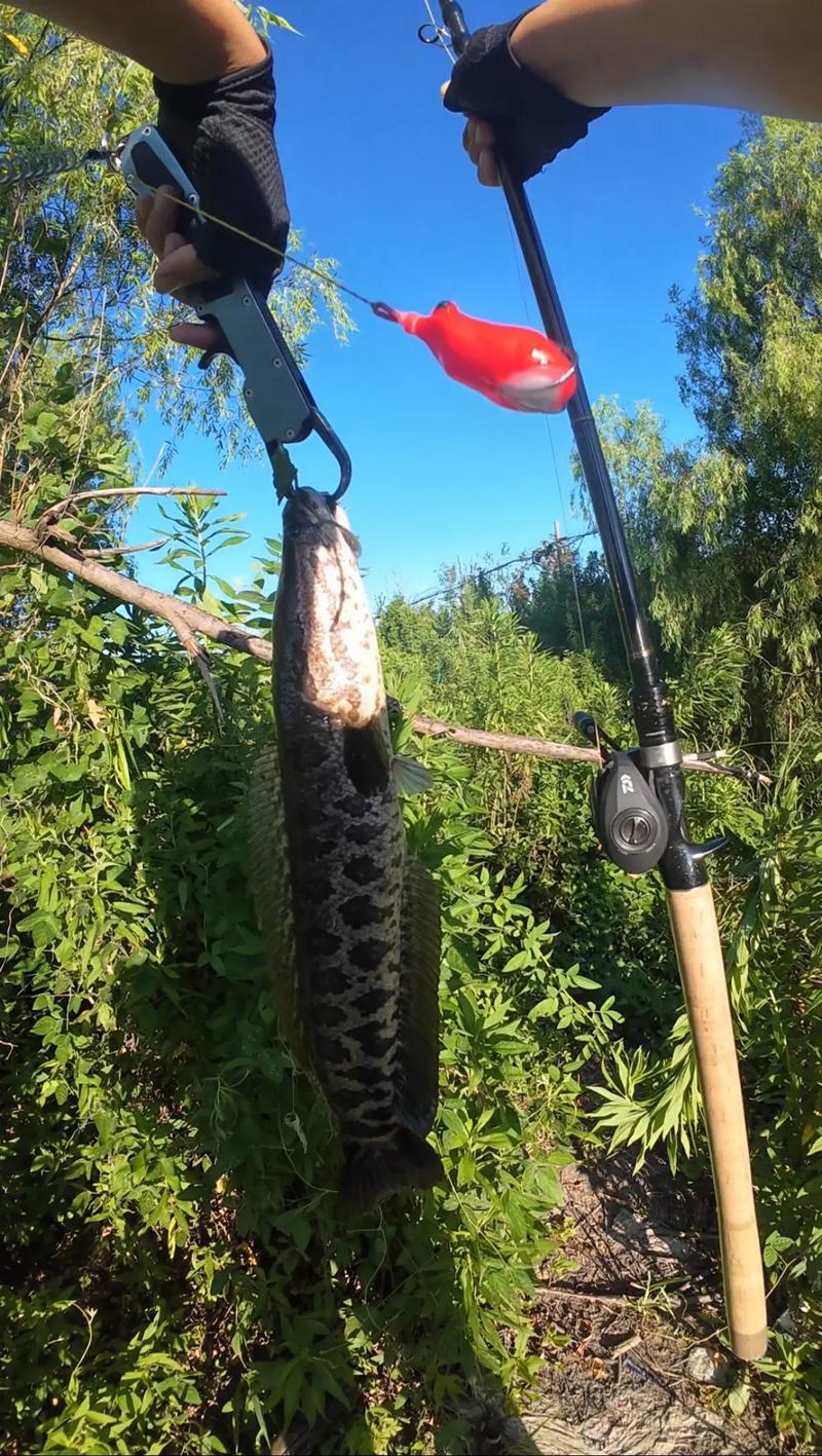 路亞釣魚視頻_路亞釣法視頻_路亞黑魚視頻-_路亞釣法核心技術要領_路亞釣法假餌選擇經驗分享