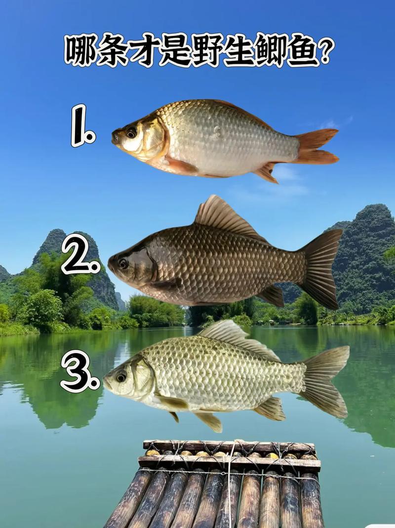 野生鯽魚怎么釣_紅鯽魚寄生蟲處理方法_野外釣獲紅鯽魚食用安全