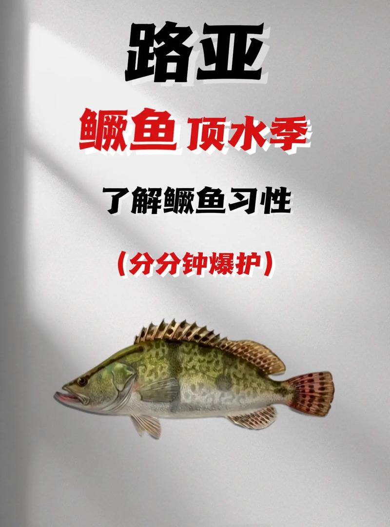 鱖魚最佳釣點選擇_釣鱖魚技巧_路亞鱖魚非常實用的幾個小常識
