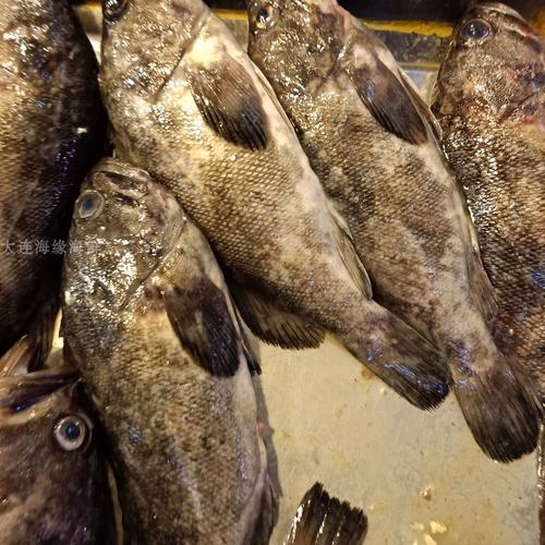 蓬萊黑鲪垂釣_蓬萊海邊釣魚的地方嗎_黑鲪魚釣點分布