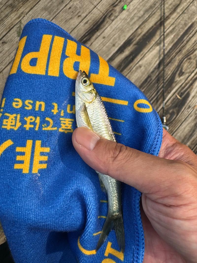 白條釣法攻略_野戰藍鯽打浮釣白條方法_釣白條技巧