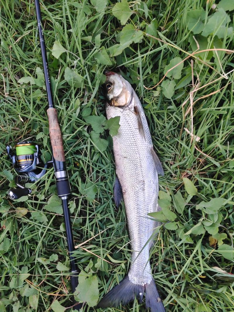 江河湖庫釣大翹嘴_路亞翹嘴我有三招希望能幫助到大家_大水面釣翹嘴