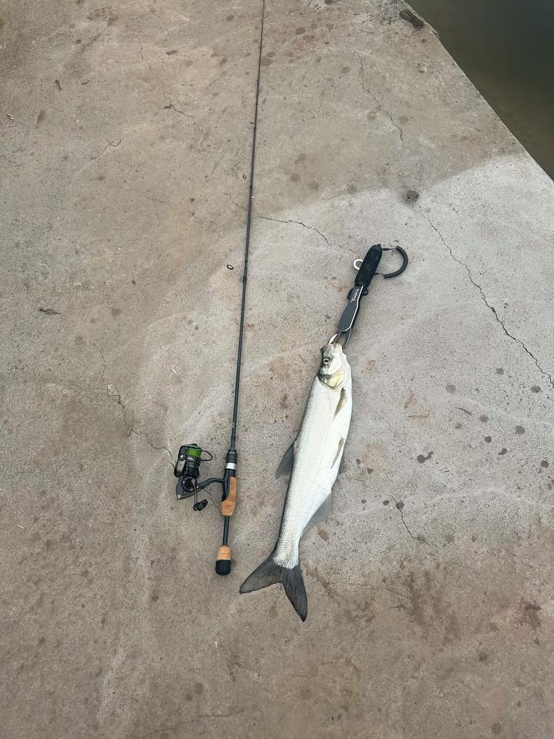 大水面釣翹嘴_江河湖庫釣大翹嘴_路亞翹嘴我有三招希望能幫助到大家