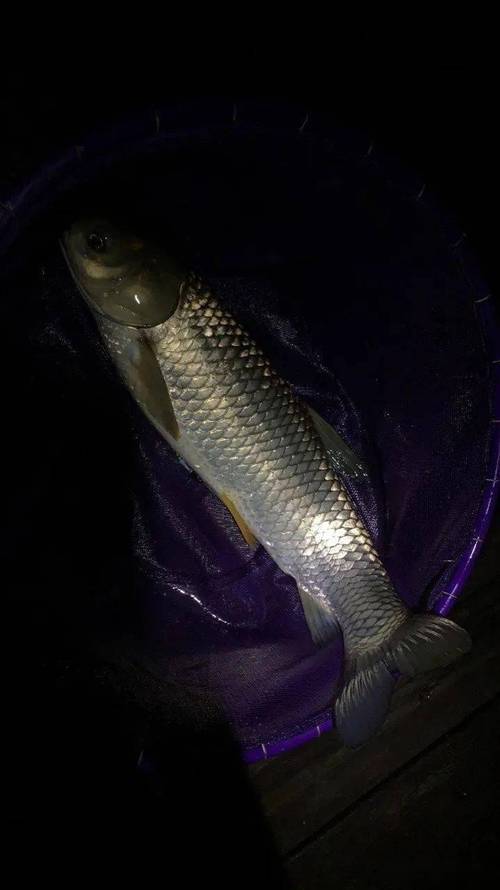 夜釣草魚方法_夜釣草魚最快的釣法_夜間釣鯉魚技巧