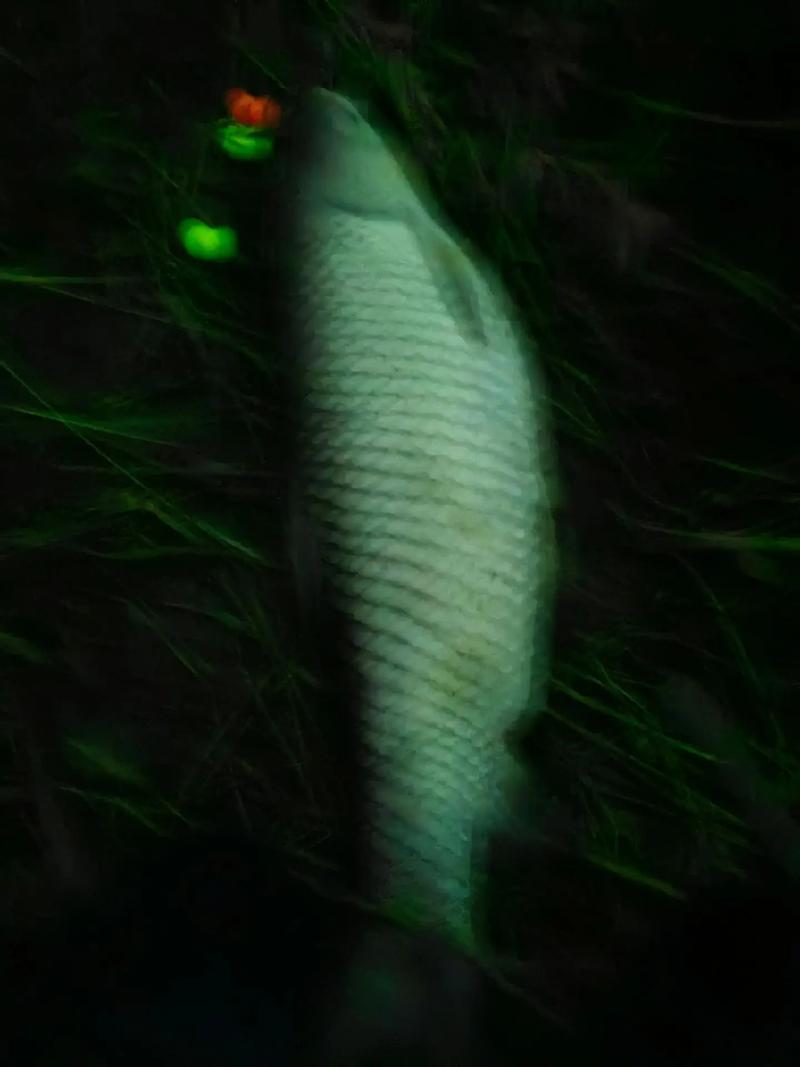 夜釣草魚最快的釣法_清晨釣草魚方法_夏季釣草魚技巧