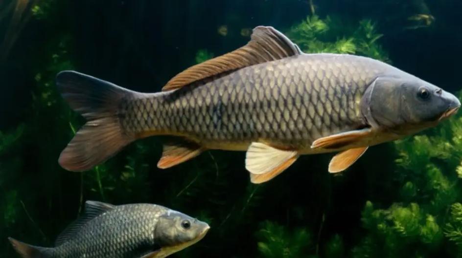 鯉魚生活習性_論mdash《鯉魚的生活習性》釣魚之家_釣鯉魚技巧