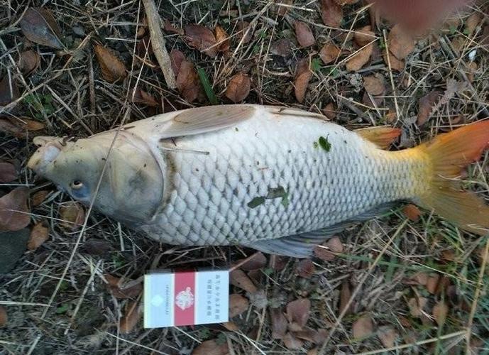 論mdash《鯉魚的生活習性》釣魚之家_鯉魚生活習性_釣鯉魚技巧