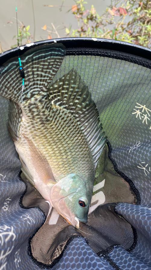 羅非魚_怎么釣羅非魚_釣魚百科_羅非魚餌料選擇_釣羅非魚技巧