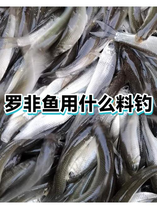 羅非魚_怎么釣羅非魚_釣魚百科_羅非魚餌料選擇_釣羅非魚技巧