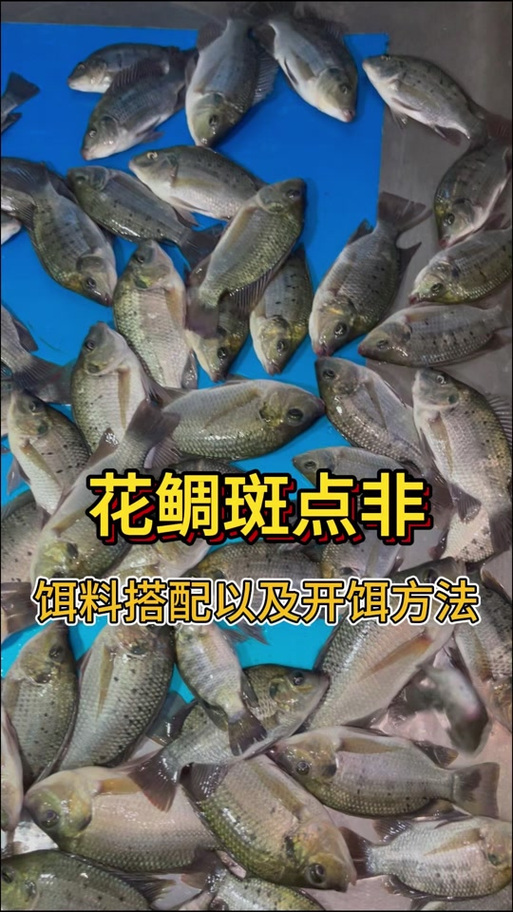 羅非魚_怎么釣羅非魚_釣魚百科_羅非魚餌料選擇_釣羅非魚技巧