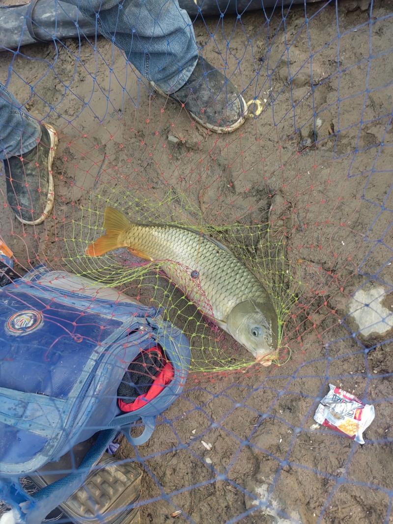 夏季釣鯉魚技巧_夏季鯉魚生活習性_論mdash《鯉魚的生活習性》釣魚之家