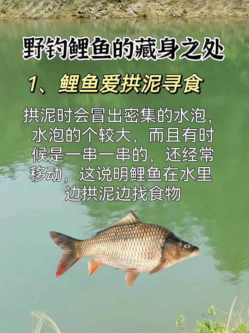 論mdash《鯉魚的生活習性》釣魚之家_夏季鯉魚生活習性_夏季釣鯉魚技巧