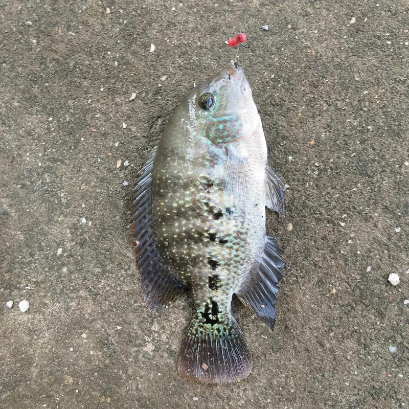 夜釣羅非魚最佳釣位_羅非魚_怎么釣羅非魚_釣魚百科_羅非魚夜釣釣點選擇