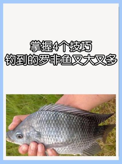 夜釣羅非魚最佳釣位_羅非魚_怎么釣羅非魚_釣魚百科_羅非魚夜釣釣點選擇