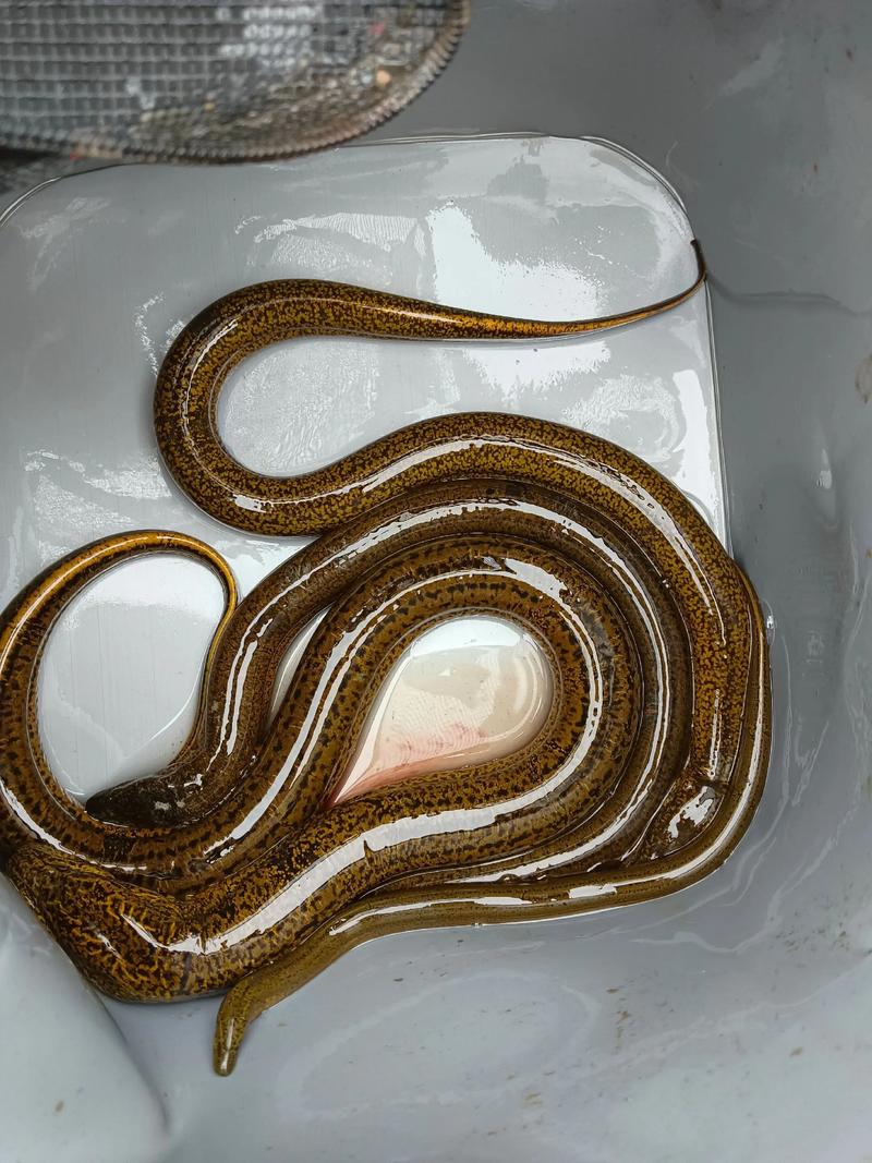 鱔魚_怎么釣鱔魚_黃鱔釣法_黃鱔洞口識別