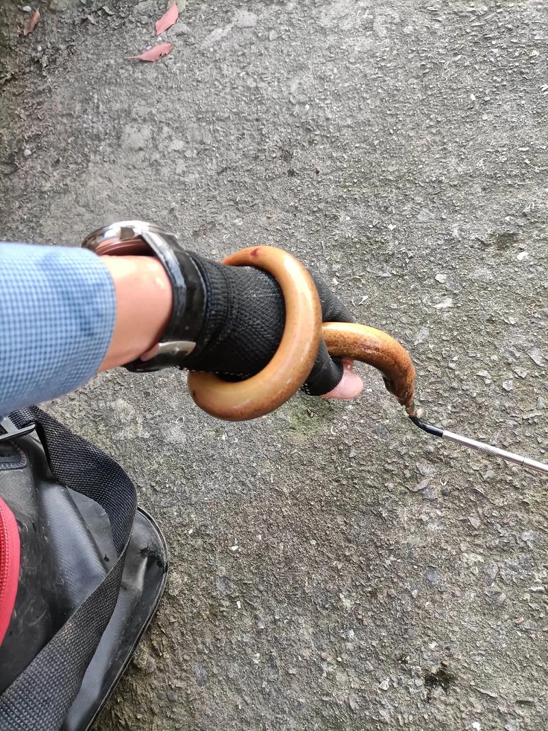 鱔魚_怎么釣鱔魚_黃鱔洞口識別_黃鱔釣法