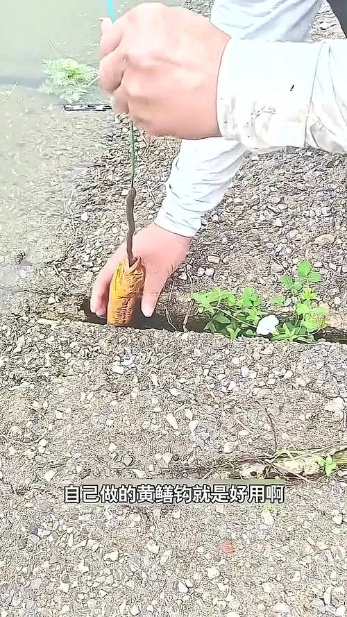 黃鱔釣法_鱔魚_怎么釣鱔魚_黃鱔洞口識別