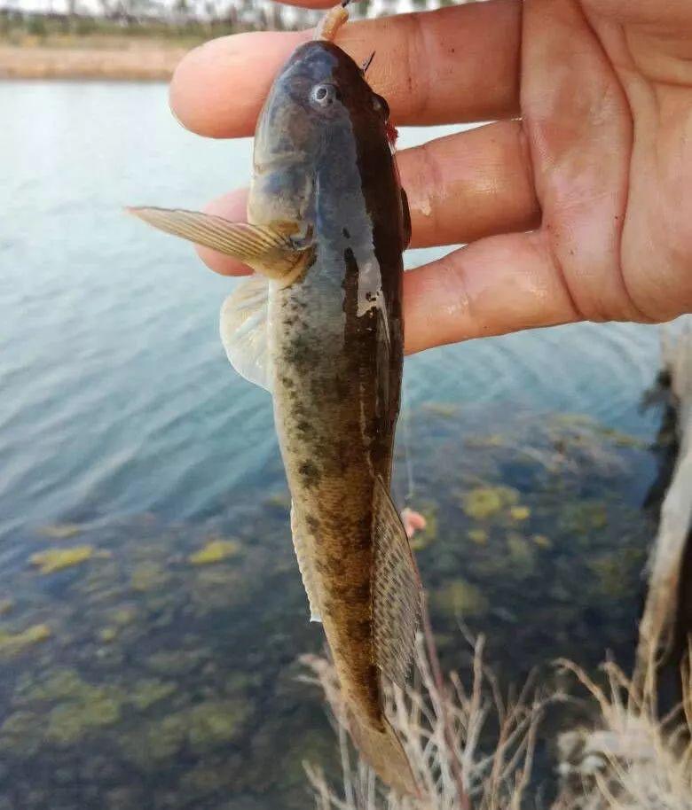 蝦虎魚泛濫 東莞河道 蝦虎魚食用安全_蝦虎魚
