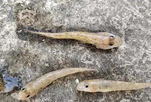 蝦虎魚泛濫 東莞河道 蝦虎魚食用安全_蝦虎魚