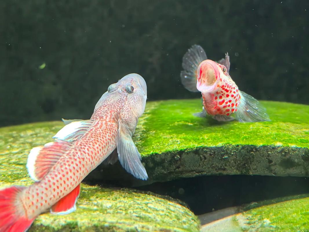 蝦虎魚_鰕虎科魚種類_鳚科魚特征