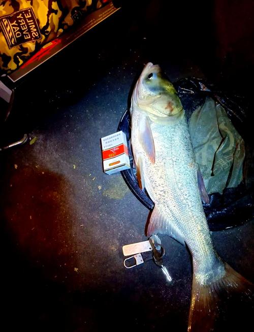 夏季夜釣技巧_夏季夜釣鰱鳙技巧_夜釣鰱鳙浮釣攻略