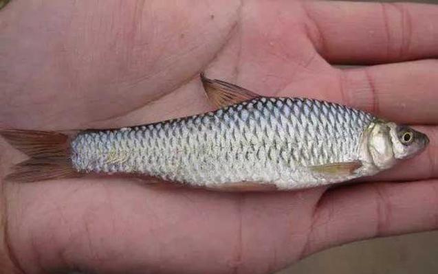 釣麥穗魚技巧_麥穗魚餌料配方_麥穗釣鰱鳙最大的麥穗魚?