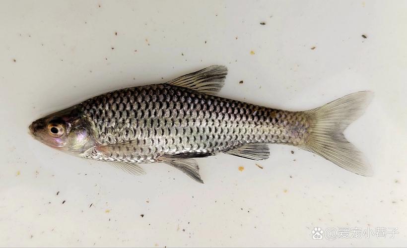 麥穗釣鰱鳙最大的麥穗魚?_麥穗魚餌料配方_釣麥穗魚技巧
