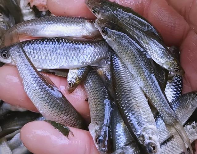 釣麥穗魚技巧_麥穗魚餌料配方_麥穗釣鰱鳙最大的麥穗魚?