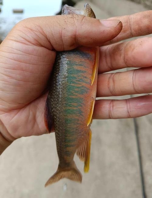 馬口魚_怎樣釣馬口魚_馬口魚釣法_馬口魚和桃花魚的區別