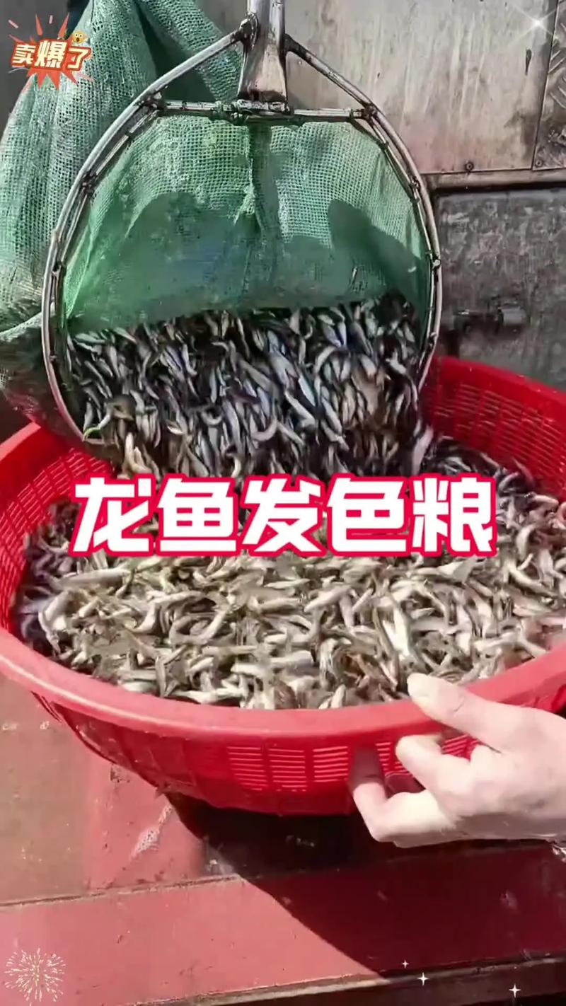 麥穗魚入侵歐洲_麥穗魚繁殖泛濫原因_麥穗魚怎么發色?