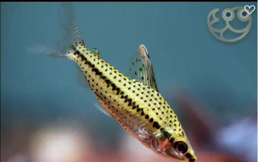 麥穗魚入侵歐洲_麥穗魚繁殖泛濫原因_麥穗魚怎么發色?