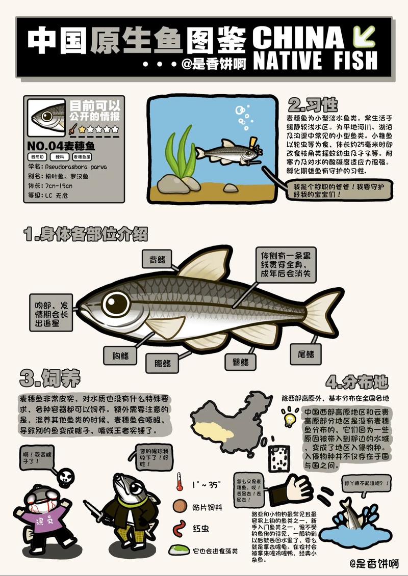 麥穗魚能長多大_麥穗魚怎么發色?_麥穗魚人工養殖技巧