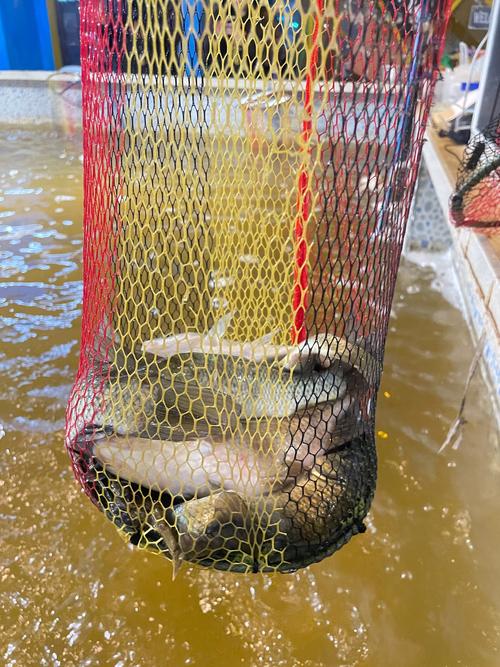 西安附近野釣_西安灃河釣魚地點推薦_西安灃河入渭口釣魚