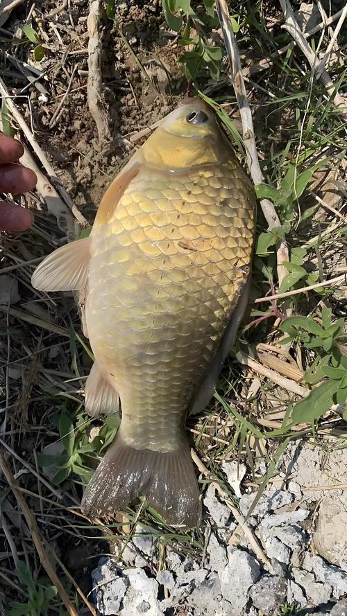 冬季釣淺灘_淺灘冬季出魚條件_用什么打窩大鯽魚最多?